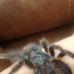 Meet your Posher, Al